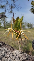 Epidendrum nocturnum