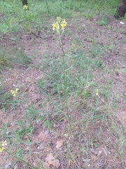 Erysimum canescens