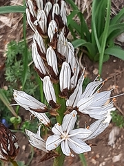 Asphodelus macrocarpus