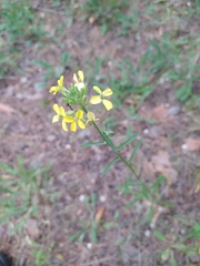 Erysimum canescens