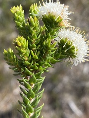 Agathosma scaberula