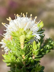 Agathosma scaberula