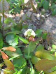Allium canadense canadense