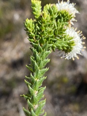 Agathosma scaberula