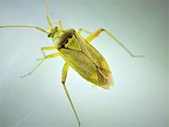 Closterotomus norwegicus