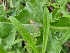 Limonia phragmitidis