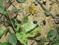 Platycorynus ignicollis