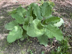 Arctium lappa