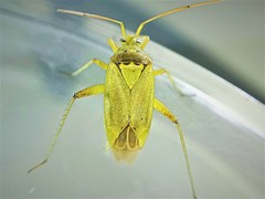 Closterotomus norwegicus