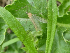 Limonia phragmitidis