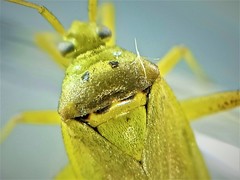 Closterotomus norwegicus