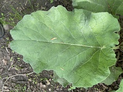 Arctium lappa