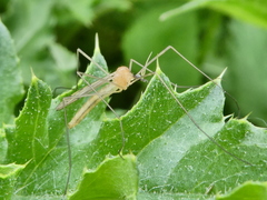 Limonia phragmitidis