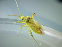 Closterotomus norwegicus