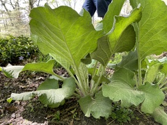 Arctium lappa