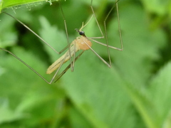 Limonia phragmitidis