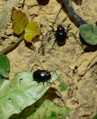 Platycorynus ignicollis