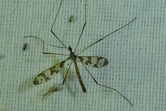 Idioptera