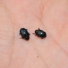 Platycorynus ignicollis