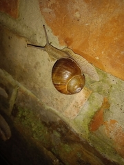 Helix pomatia