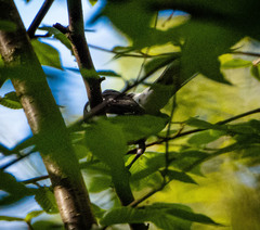 Pheucticus ludovicianus