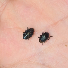 Platycorynus ignicollis