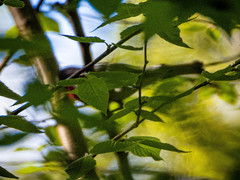 Pheucticus ludovicianus