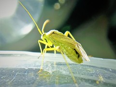 Closterotomus norwegicus