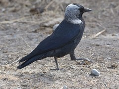 Corvus dauuricus