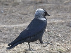 Corvus dauuricus
