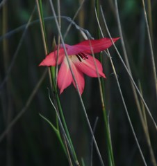 Gladiolus priorii