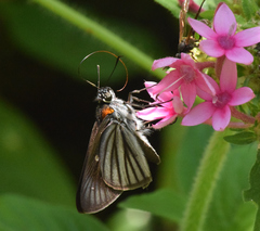 Paracarystus hypargyra