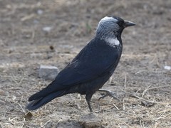 Corvus dauuricus