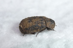 Trox scaber