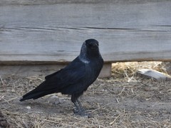 Corvus dauuricus
