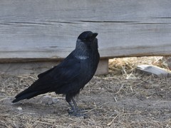 Corvus dauuricus