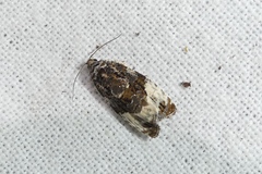 Apotomis sororculana