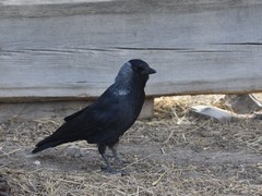 Corvus dauuricus