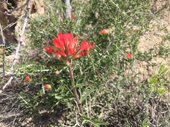 Castilleja chromosa