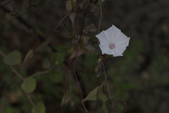 Ipomoea sagittifolia