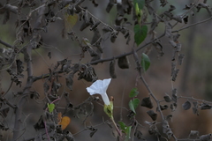 Ipomoea sagittifolia