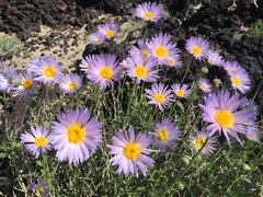 Xylorhiza
