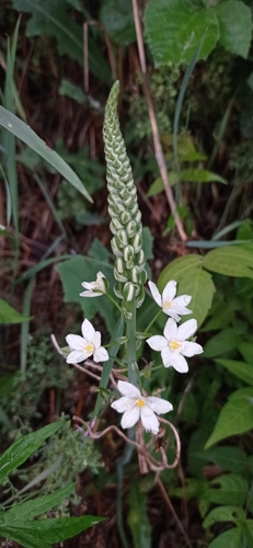 Image of Ornithogalum pyramidale by no rights reserved