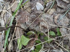 Orthilia secunda