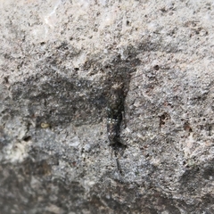 Petrobius brevistylis