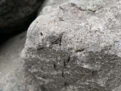 Petrobius brevistylis