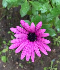 Dimorphotheca jucunda