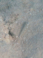 Ctenogobiops feroculus