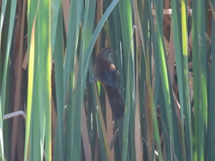 Bradypterus baboecala