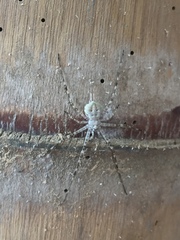 Neotama mexicana